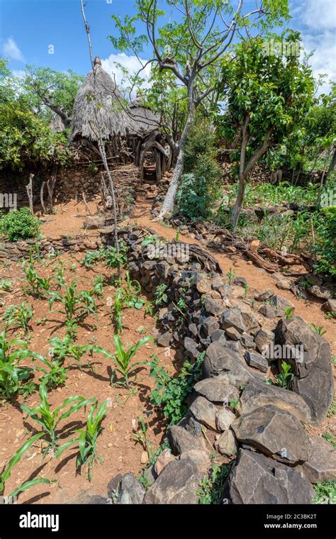 Fantastic Walled Village Tribes Konso African Village Africa