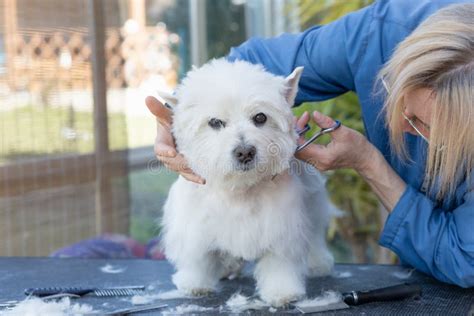 General View of Grooming of West Highland White Terrier Stock Image ...