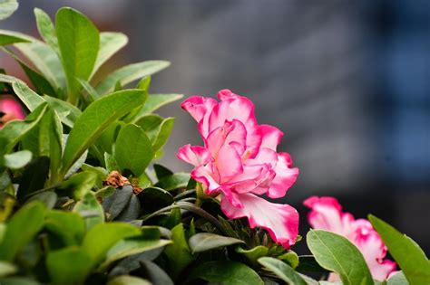 Azalea Flowers Plant Free Photo On Pixabay Pixabay