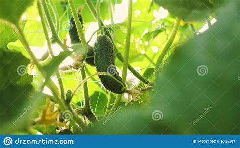 El Pepino Crece En Un Arbusto Floreciente Pepinos Frescos Producidos En