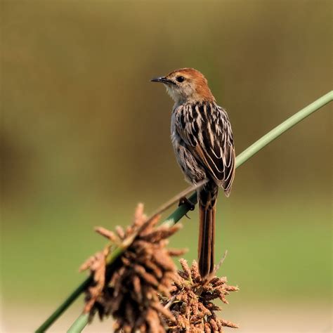 Levaillant's Cisticola - BirdForum Opus | BirdForum