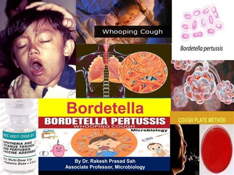Bordetella | PPT
