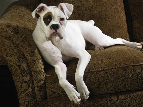 boxer dog breed standards