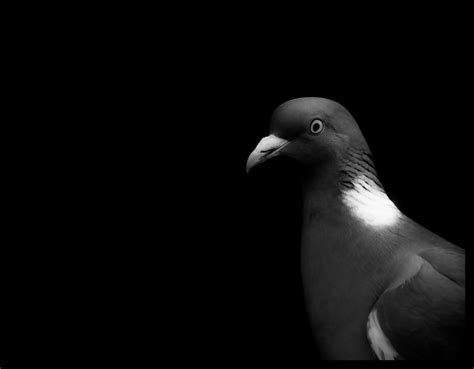 Wood Pigeon Geoff Wilson Flickr