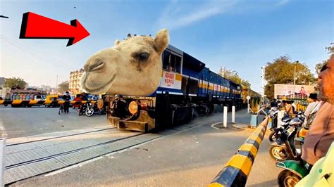 Crazy Camel Headed Dangerous And Furiously Intercity Express Entering