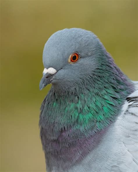 Premium Photo Domestic Pigeon Columba Livia Domestica In The Forest