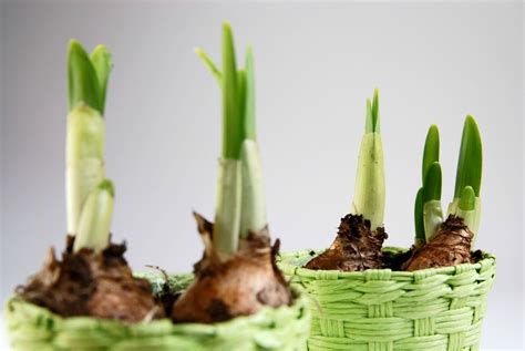 Planting Bulbs Indoors | ThriftyFun