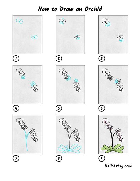 How to Draw an Orchid - HelloArtsy