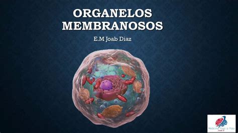 Organismo Pluricelular Composto De Células Com Organoides Membranosos