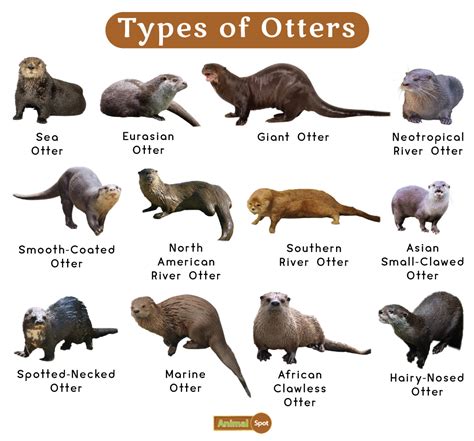 Types Of Otters Facts Diet Reproduction