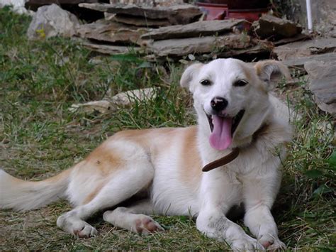 Бъки / Bucky | Deian Vladov | Flickr