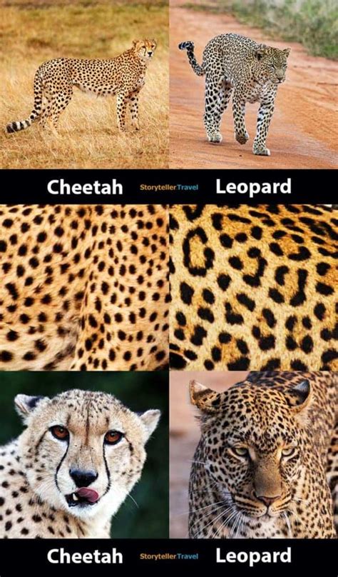 Cheetah vs Leopard: 14 Key Differences (Speed, Size, Spots ...