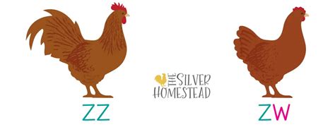 Understanding Sex Link Chicken Genetics With Helpful Visuals Silver Homestead