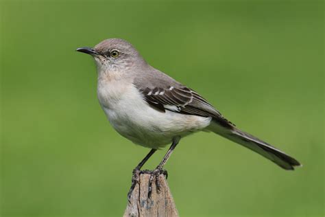 Bird Of The Week Northern Mockingbird St Louis Audubon Society