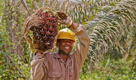 Palma de aceite genera más de 2 mil empleos directos e indirectos en