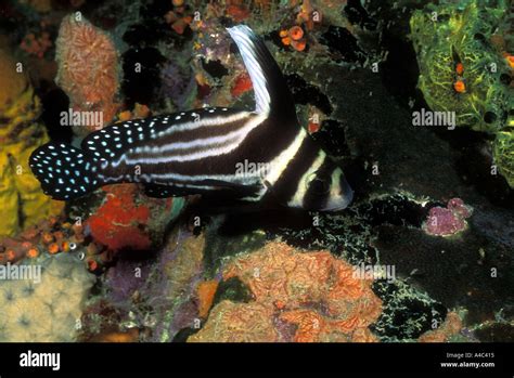 Spotted Drum Equetus Punctatus Stock Photo Alamy