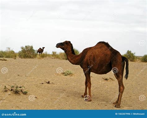 The Single Hump Dromedary Camel in Desert Stock Photo - Image of desert ...