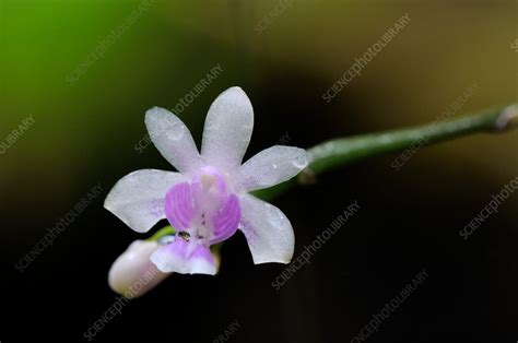 Wild Phalaenopsis Orchid Stock Image F0316364 Science Photo Library