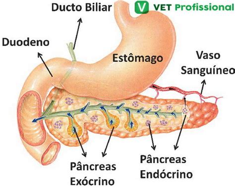 O P Ncreas Uma Gl Ndula Voc Sabia Vet Profissional