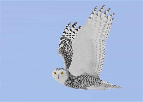 Our Winter Of Owls Unprecedented Snowy Owl Invasion Is Underway Drew Monkman