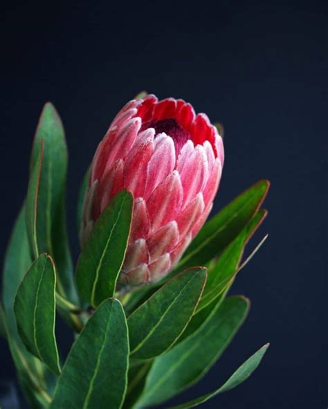 43 Types Of Protea Flowers Meaning And Pictures Florgeous