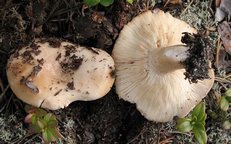 Lactarius Musteus The Ultimate Mushroom Guide