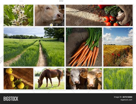 Agriculture Collage Image And Photo Free Trial Bigstock