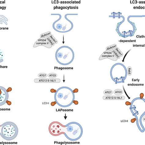 Molecular Machinery Of Canonical Autophagy And Noncanonical Autophagy