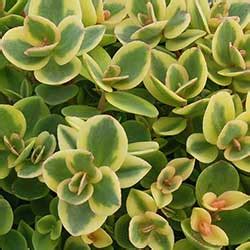 Sunsparkler Lime Twister Stonecrop Vanstone Nurseries