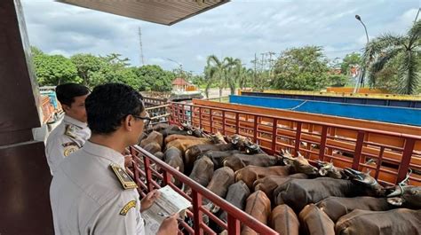 Jelang Idul Adha Lalu Lintas Hewan Ternak Di Pelabuhan Bakauheni Meningkat