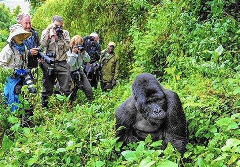 8 Days Uganda Gorilla Trekking Safari Bwindi Tours Serengeti Safari