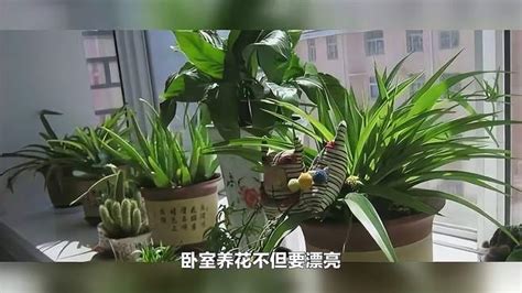 卧室养什么花好？适合养在卧室的6种花，健康、皮实好养活！ 科普视频 搜狐视频