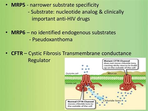 Drug Transporters