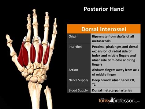 Slideshow: Hand