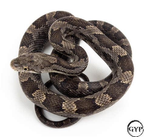 2021 Black Rat Snake Possible Het Lucyrusty Female Ugopheryourpet