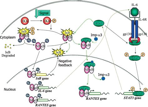 Unphosphorylated Stat3 Accumulates In Response To Il 6 And Activates