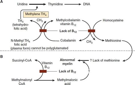 Methylmalonic Acid Vitamin B12