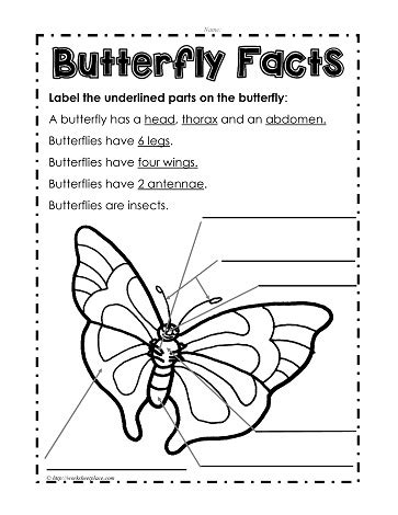 Parts Of A Butterfly Worksheet