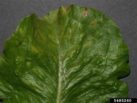 Downy Mildew Bremia Lactucae On Lettuce Lactuca Sativa