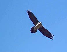 Bearded vulture - Wikipedia