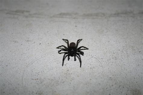 Upstate Ny Spiders Wolf Spider