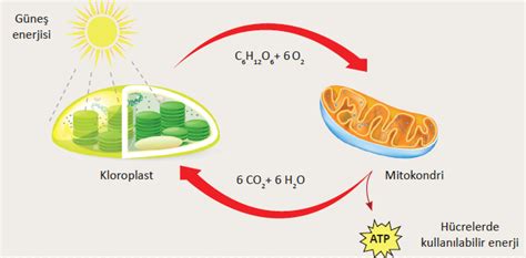 Fotosentez ve Solunum Arasındaki İlişki Bilgi Al