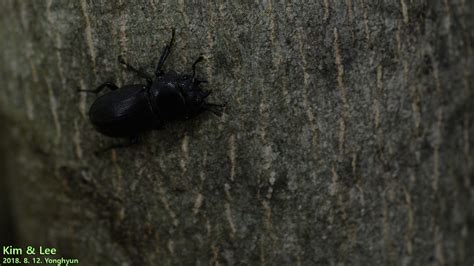 Dorcus Rectus Rectus From Seosan Chungcheongnam Do South Korea On
