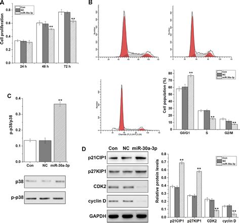 Figure 3 From MicroRNA 30a 3p Inhibits The Progression Of Lung Cancer