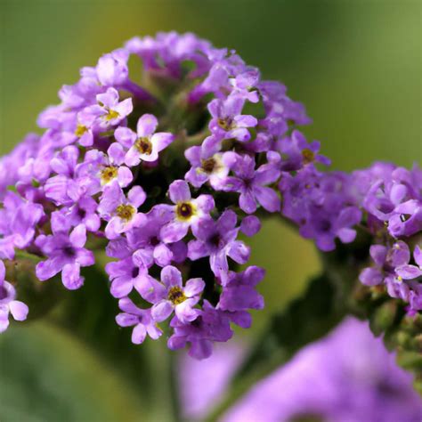 How to Grow and Care for Heliotrope in Your Garden: A Beginner's Guide