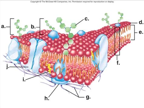 Cell Membrane Structure Practice Rachel Sanders Library Formative