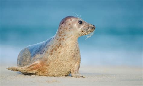 La foca monje podría volver a España