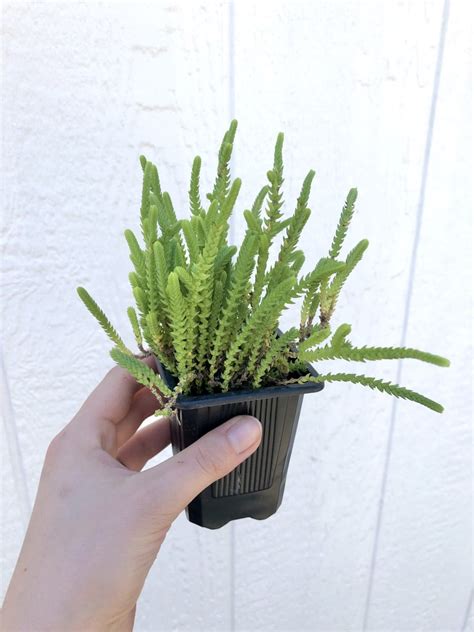 Watch Chain Crassula Muscosa 2 Inch Potted Succulent By Hand Picked