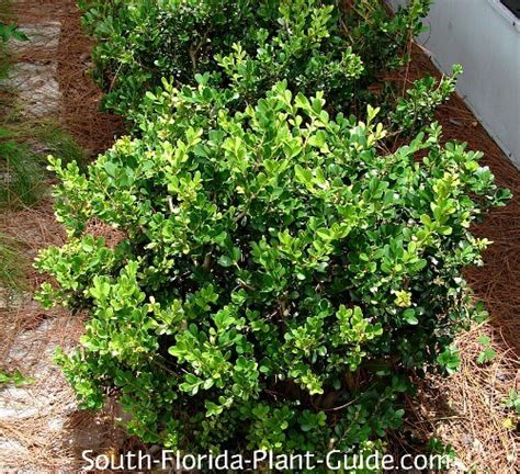 Boxwood Shrub Varieties