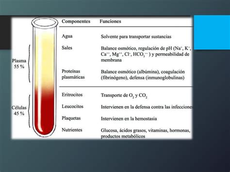 Anatomía De La Médula ósea Y Hematopoyesis